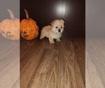 Small Photo #4 Morkie Puppy For Sale in LAPEER, MI, USA
