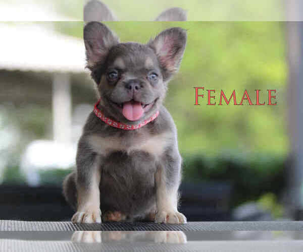 Medium Photo #1 French Bulldog Puppy For Sale in AKRON, OH, USA