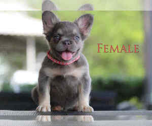 French Bulldog Puppy for sale in AKRON, OH, USA