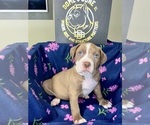 Puppy Orange American Bully