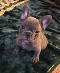 French Bulldog Puppy for sale in CROWS LANDING, CA, USA