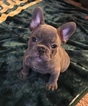 Small Photo #1 French Bulldog Puppy For Sale in CROWS LANDING, CA, USA