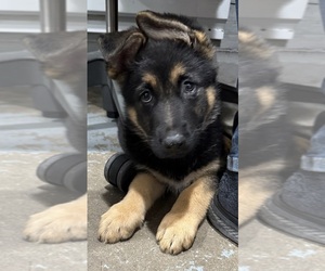German Shepherd Dog Puppy for sale in BRIGHTON, CO, USA
