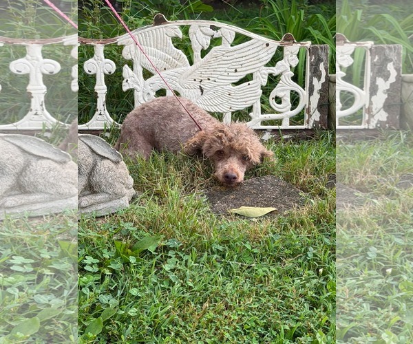 Medium Photo #1 Poodle (Miniature) Puppy For Sale in HOPKINSVILLE/PRINCETON, KY, NH, USA