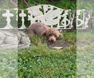 Poodle (Miniature) Dogs for adoption in HOPKINSVILLE/PRINCETON, KY, NH, USA