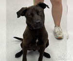 Small #1 Labrador Retriever-Retriever  Mix