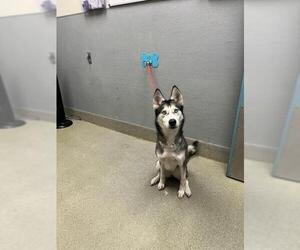 Siberian Husky-Unknown Mix Dogs for adoption in Las Vegas, NV, USA