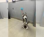 Small Siberian Husky Mix