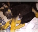 Small Photo #14 German Shepherd Dog Puppy For Sale in FRANKLIN, GA, USA