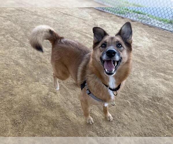 Medium Photo #1 German Shepherd Dog-Unknown Mix Puppy For Sale in Berkeley , CA, USA