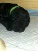 Small Photo #6 Goldendoodle Puppy For Sale in FREDERICKSBURG, VA, USA
