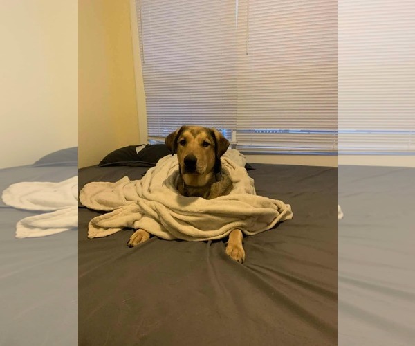 Medium Photo #2 Coonhound-Unknown Mix Puppy For Sale in Wakefield, RI, USA