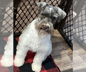 Mother of the Schnauzer (Miniature) puppies born on 03/10/2026