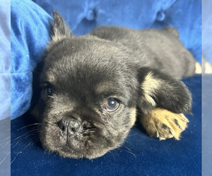 French Bulldog Puppy for sale in PORTLAND, OR, USA