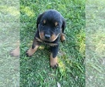 Small Photo #4 Rottweiler Puppy For Sale in ORLAND, CA, USA