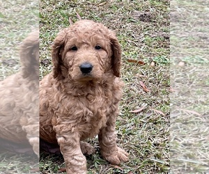 Goldendoodle-Poodle (Standard) Mix Puppy for sale in FAYETTEVILLE, GA, USA