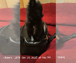 Puppy 2 Chiranian