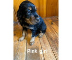 Puppy Pink Collar Gir Gordon Setter