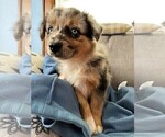 Small Photo #25 Australian Shepherd Puppy For Sale in LEBANON, IN, USA