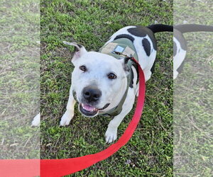 Oreo - Female Mutt Dog for Adoption - Photo #10