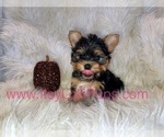 Small Photo #26 Yorkshire Terrier Puppy For Sale in HAYWARD, CA, USA
