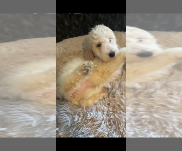 Medium Photo #11 Poodle (Standard) Puppy For Sale in COLUMBIA, SC, USA
