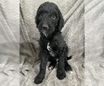 Puppy Fennel Goldendoodle