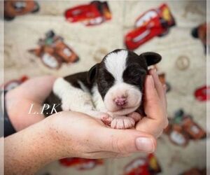 Schnauzer (Miniature) Puppy for sale in WINNSBORO, LA, USA