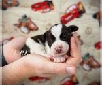 Small Schnauzer (Miniature)