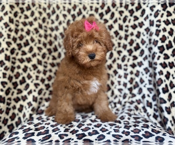 Medium Photo #8 Aussiedoodle Miniature  Puppy For Sale in LAKELAND, FL, USA