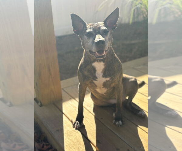 Medium Photo #4 American Pit Bull Terrier-Unknown Mix Puppy For Sale in Oakhurst, NJ, USA