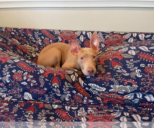Medium Photo #14 American Staffordshire Terrier-Unknown Mix Puppy For Sale in Holly Springs, NC, USA