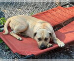 Small #2 Labrador Retriever Mix