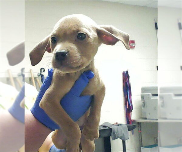 Medium Photo #1 Mutt Puppy For Sale in Fayetteville, NC, USA