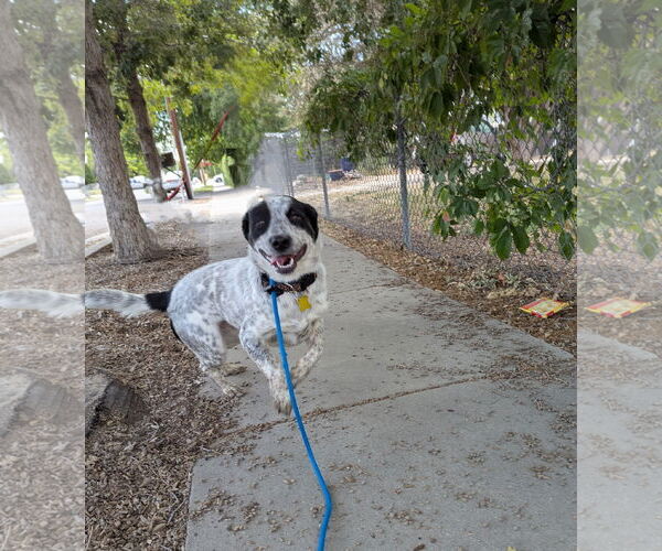 Medium Photo #2 Mutt Puppy For Sale in Sandy, UT, USA