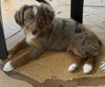 Puppy Rusty Miniature Australian Shepherd
