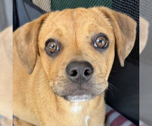 Mutt Dogs for adoption in Pleasanton, CA, USA