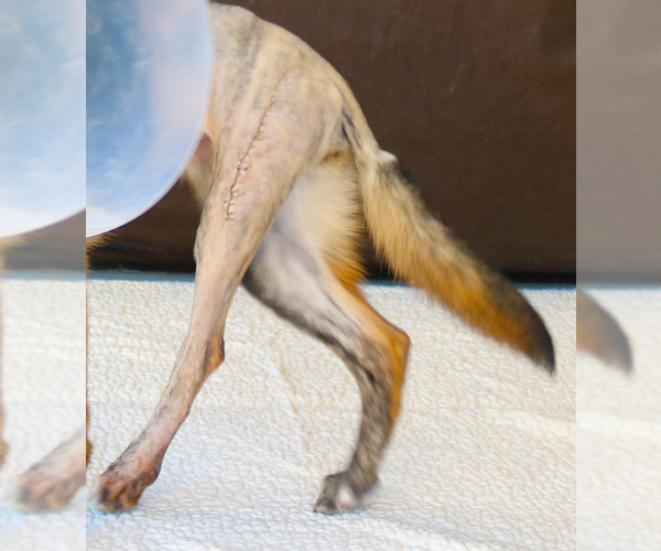 Medium Photo #4 Mutt Puppy For Sale in Pasadena, CA, USA