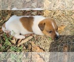 Puppy Dutch Jack Russell Terrier