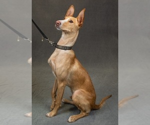 Portuguese Warren Hound Puppy for sale in COLCORD, OK, USA