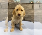 Small Photo #5 Labradoodle Puppy For Sale in RICHMOND, IL, USA