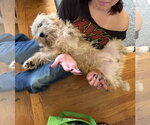 Small #3 Lhasa Apso Mix