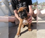 Puppy 1 Boxer