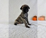 Small #1 Pug