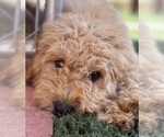 Small #7 Goldendoodle-Poodle (Toy) Mix