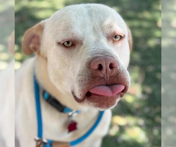 Medium Photo #2 Mastador Puppy For Sale in San Diego, CA, USA