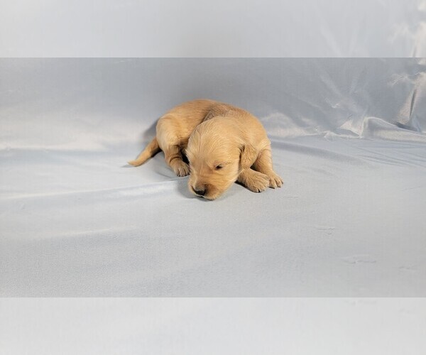 Medium Photo #2 Golden Retriever Puppy For Sale in BLACK FOREST, CO, USA