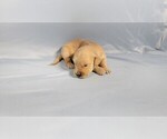 Small #1 Golden Retriever