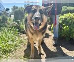 Small #1 German Shepherd Dog