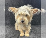 Small #2 Mutt